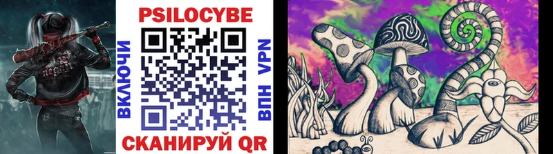 Купить где  Стародуб  Псилоцибиновые грибы Psilocybine cubensis 